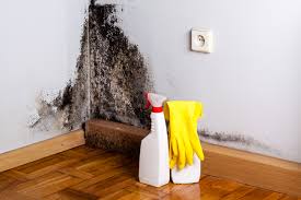 Trusted Santa Barbara, CA Mold Removal Services Experts